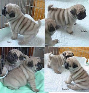 WrinkledpugpuppiesforChristmas